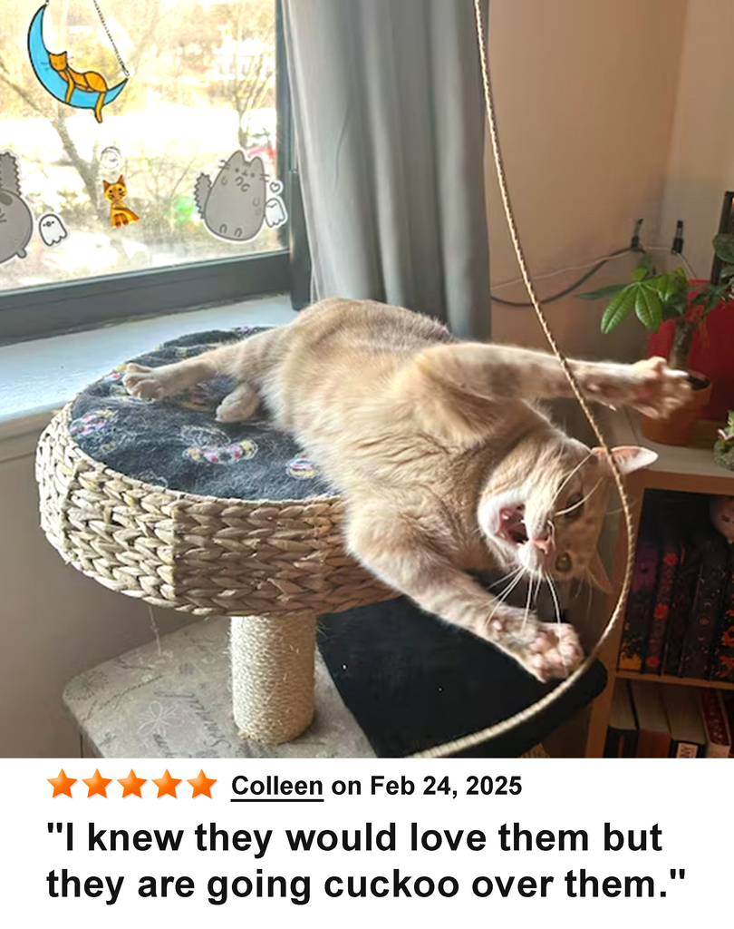 KittyWhip Kitties with Reviews