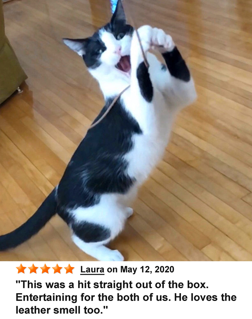 KittyWhip Kitties with Reviews